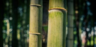 The Solution To Climate Change Is Very Simple… Find Out Why!