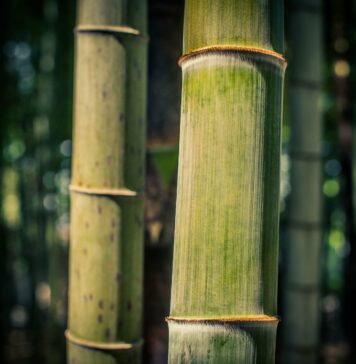 The Solution To Climate Change Is Very Simple… Find Out Why!