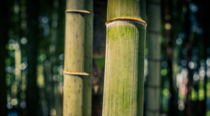 The Solution To Climate Change Is Very Simple… Find Out Why!