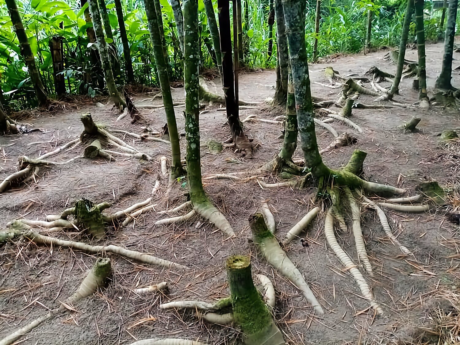 The Solution To Climate Change Is Very Simple... Find Out Why!