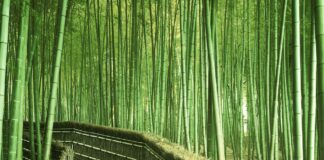 China Leads BRICS Nations In The Fight Against Climate Change China Is Leading BRICS Nations In The Fight Against Climate Change