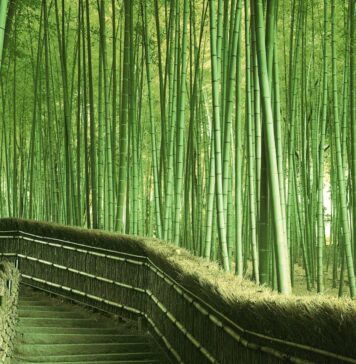 China Leads BRICS Nations In The Fight Against Climate Change China Is Leading BRICS Nations In The Fight Against Climate Change