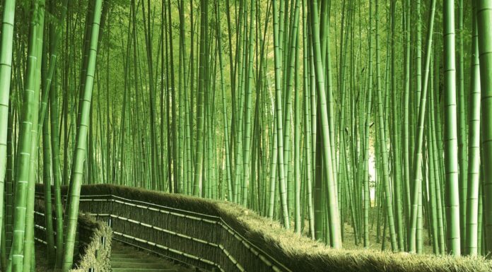 China Leads BRICS Nations In The Fight Against Climate Change China Is Leading BRICS Nations In The Fight Against Climate Change