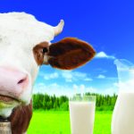Is A1 Milk Making You Sick? The Truth About BCM-7 in Your Dairy Is A1 Milk Making You Sick? The Truth About BCM-7 in Your Dairy