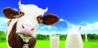 Is A1 Milk Making You Sick? The Truth About BCM-7 in Your Dairy Is A1 Milk Making You Sick? The Truth About BCM-7 in Your Dairy