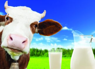 Is A1 Milk Making You Sick? The Truth About BCM-7 in Your Dairy Is A1 Milk Making You Sick? The Truth About BCM-7 in Your Dairy