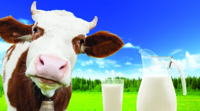 Is A1 Milk Making You Sick? The Truth About BCM-7 in Your Dairy Is A1 Milk Making You Sick? The Truth About BCM-7 in Your Dairy